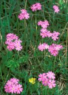 Plancia ëd Primula farinosa L.