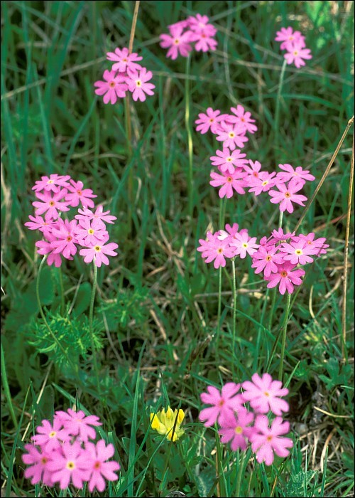 Image of Bird's-eye Primrose