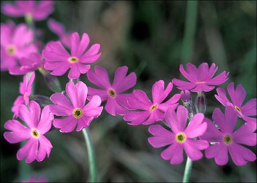 Plancia ëd Primula farinosa L.