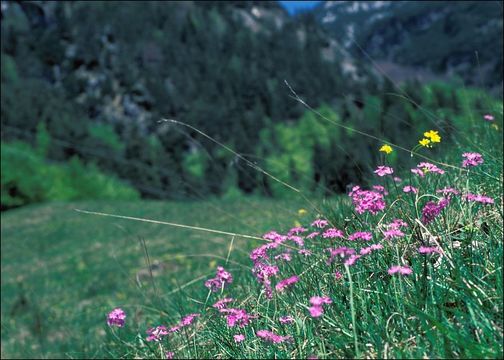 Plancia ëd Primula farinosa L.