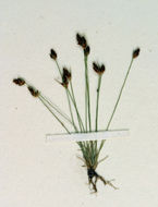 Image of Densetuft Hairsedge