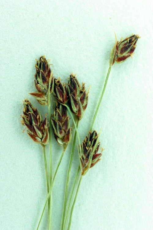 Image of Densetuft Hairsedge