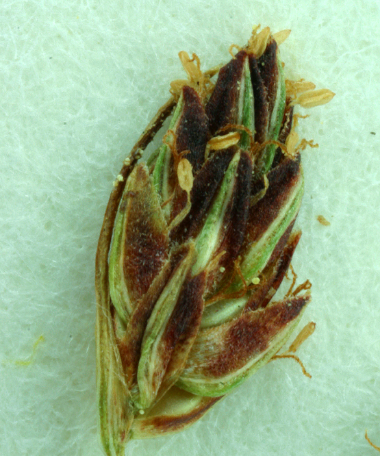 Image of Densetuft Hairsedge