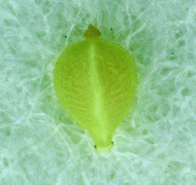 Image of Densetuft Hairsedge