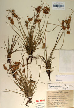 Image of tapertip flatsedge