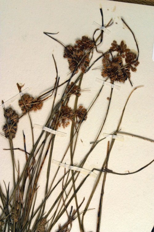 Image of tapertip flatsedge