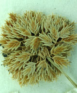 Image of tapertip flatsedge