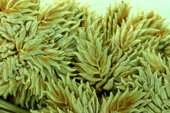 Image of tapertip flatsedge