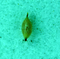 Image of tapertip flatsedge