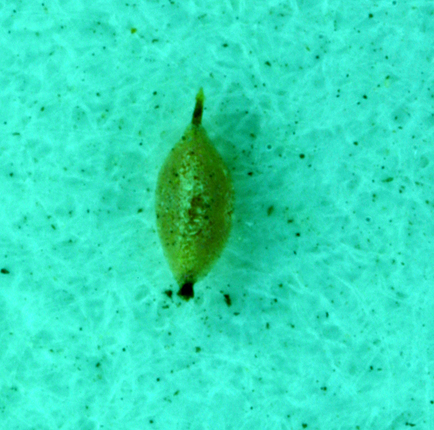 Image of tapertip flatsedge