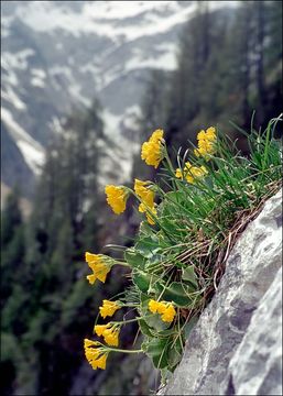 Image of Primula auricula L.