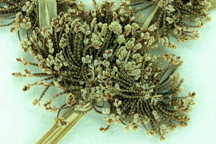 Image of Smallflower Umbrella Sedge