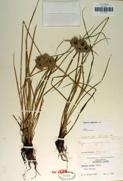 Image of Tall flatsedge