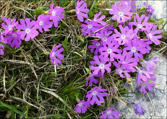 Image of Primula minima L.