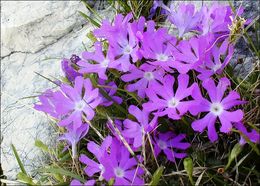 Primula minima L. resmi