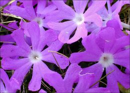 Image of Primula minima L.