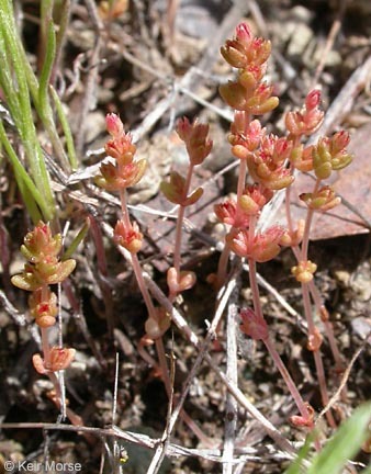 Image of sand pygmyweed