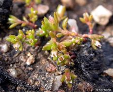 Crassula aquatica (L.) Schönl. resmi