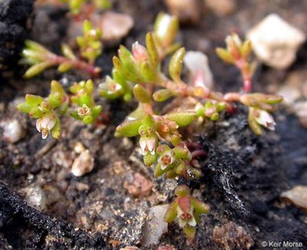 Image of water pygmyweed