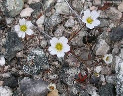 Image of <i>Minuartia douglasii</i>