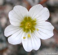 Image of <i>Minuartia douglasii</i>