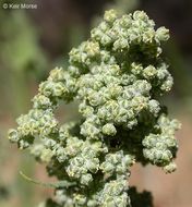 Plancia ëd Chenopodium berlandieri Moq.