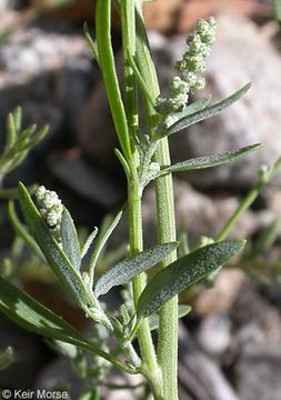 Sivun Chenopodium desiccatum A. Nels. kuva