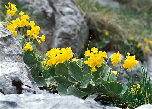 Image of Primula auricula L.