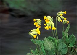 Слика од Primula elatior (L.) L.