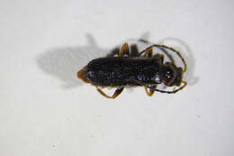 Image of Cantharis