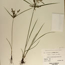 Image de Cyperus iria L.