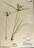 Imagem de Cyperus iria L.