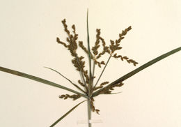 Image de Cyperus iria L.