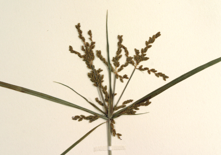 Imagem de Cyperus iria L.