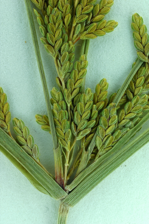 Image of ricefield flatsedge