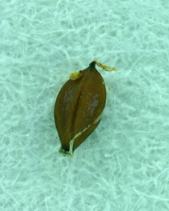 Image of ricefield flatsedge