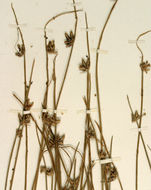 Слика од Cyperus laevigatus L.