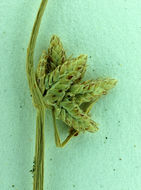 Image of Smooth Flatsedge