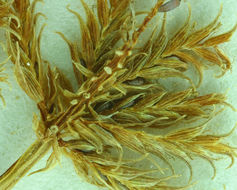 Image of bearded flatsedge