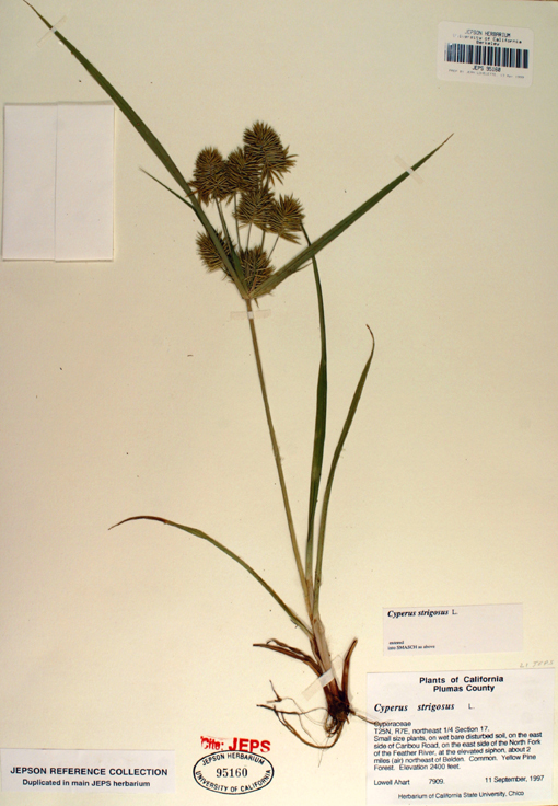 Image of strawcolored flatsedge