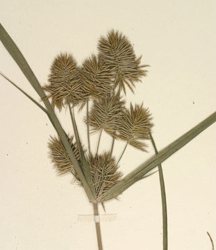 Image of strawcolored flatsedge