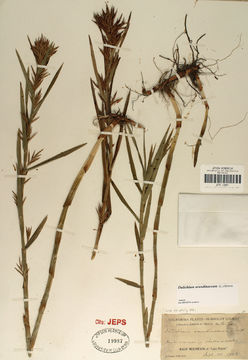 Plancia ëd Dulichium arundinaceum (L.) Britton