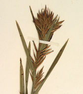 Plancia ëd Dulichium arundinaceum (L.) Britton