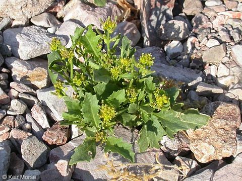 Image of curvepod yellowcress