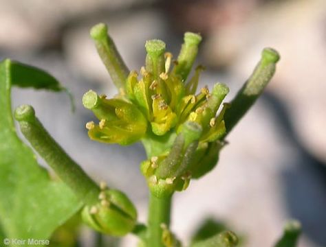 Image of curvepod yellowcress