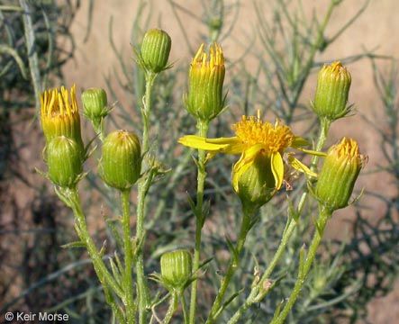 Image of Douglas' ragwort