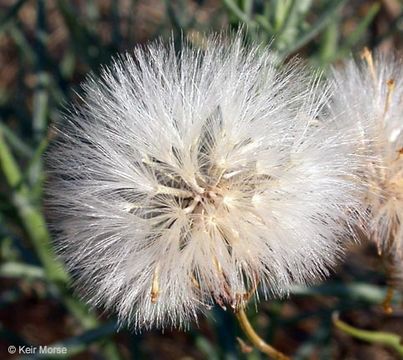 Image of Douglas' ragwort