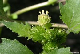 Image of Canada cockleburr