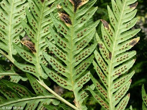 Image of giant chain fern