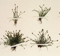 Image of Delicate Spike-Rush